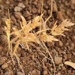 Eragrostis cilianensis Fruit