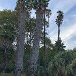 Washingtonia filifera 樹皮
