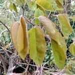 Amelanchier lamarckii पत्ता