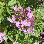 Cleome houtteanaFlor