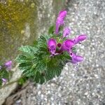Lamium amplexicauleFleur