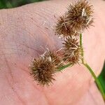 Juncus torreyi 花