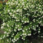 Viburnum macrocephalum Habit