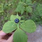 Paris quadrifolia Leaf