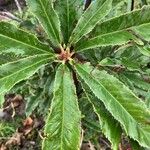 Photinia serratifolia Blad