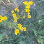 Tanacetum macrophyllum Квітка