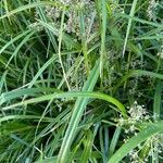 Scirpus sylvaticus Fuelha