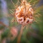 Scabiosa arenaria