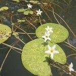 Nymphoides indica Floare