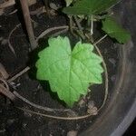 Vitis rotundifolia পাতা