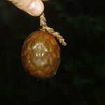 Raphia textilis Fruto