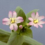 Epilobium glaberrimum Květ