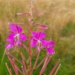 Epilobium angustifoliumКвітка