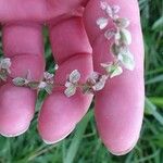 Fallopia convolvulusFlower