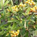 Pyracantha angustifolia Ffrwyth