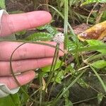 Cyperus mindorensis फल