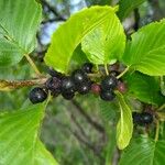 Rhamnus alpina Fruit