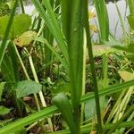 Dactylorhiza majalis Blatt