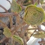 Aeonium aureum Φύλλο