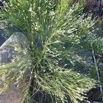 Baccharis sarothroides Hoja