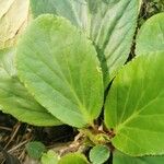 Bergenia stracheyi Deilen