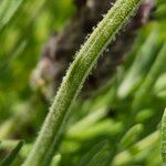 Lavandula stoechas Rinde
