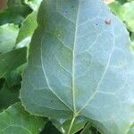 Epimedium alpinum Leaf