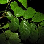 Tachigali richardiana Hoja