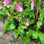 Campanula punctata Blad