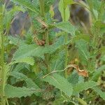 Verbascum blattaria Blatt