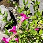 Erythranthe lewisii Flower