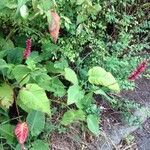 Persicaria amplexicaulis Leaf