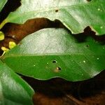 Hedycarya cupulata Blad