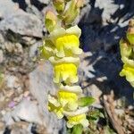 Antirrhinum latifoliumVirág