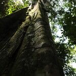 Gilletiodendron kisantuense Bark
