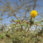 Acacia ehrenbergiana 其他