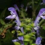 Scutellaria ovata Flower