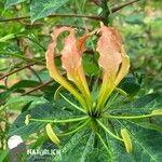 Gloriosa simplex Kwiat
