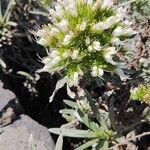 Echium brevirame List