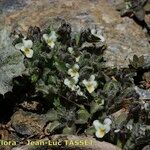 Viola parvula Habitus