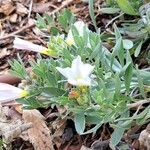 Convolvulus cneorum Fleur