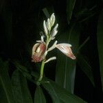 Alpinia galanga Blüte