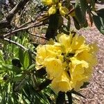 Rhododendron yakushimanum Flower