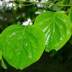 Syringa reticulata 葉