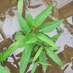 Ipomoea aquatica Blad