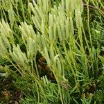 Lycopodium × zeilleri Elinympäristö