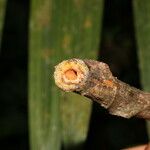Coussapoa villosa Frukt