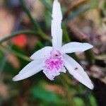 Cattleya lundii Flower