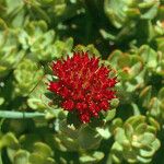 Rhodiola integrifolia Flower