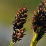 Carex norvegica Frutto